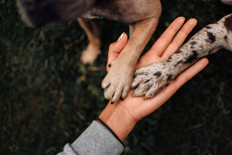 Sepan lança formulário para mapear protetores de animais no DF
