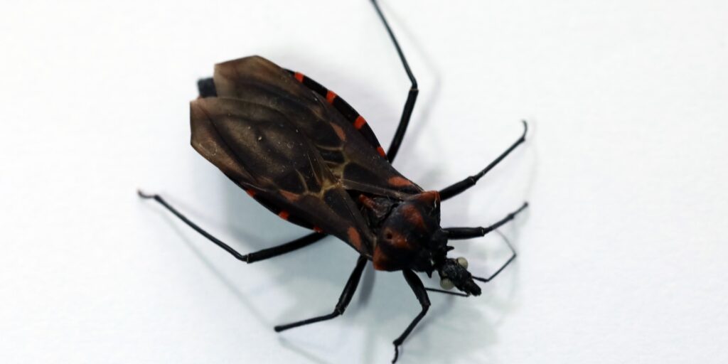 Barbeiros no DF: riscos, prevenção e cuidados contra a Doença de Chagas
