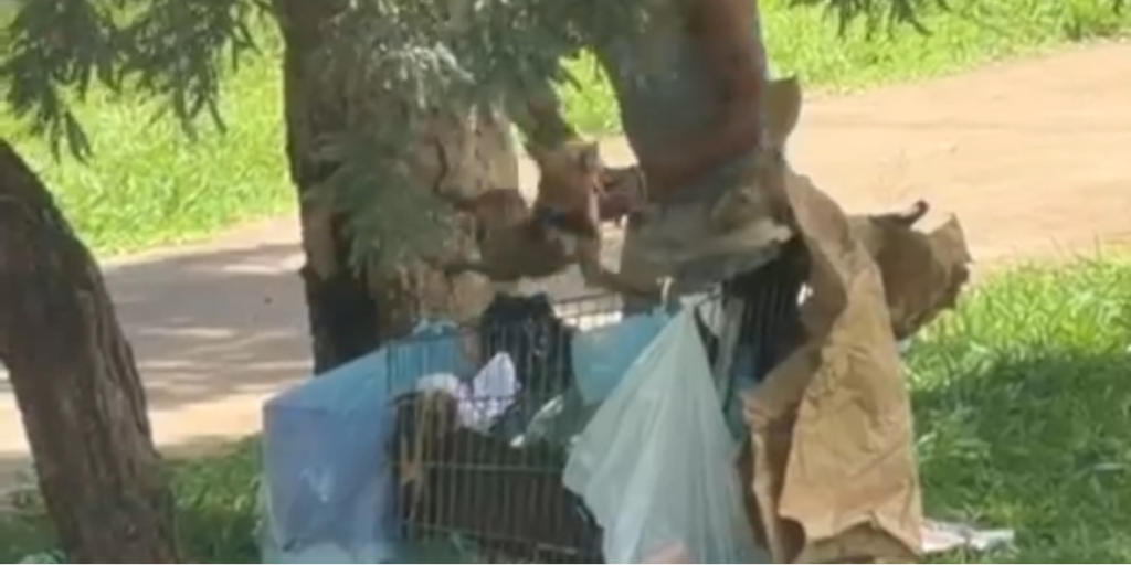 Homem é preso após agredir filhote de cachorro e ameaçar moradores no Noroeste