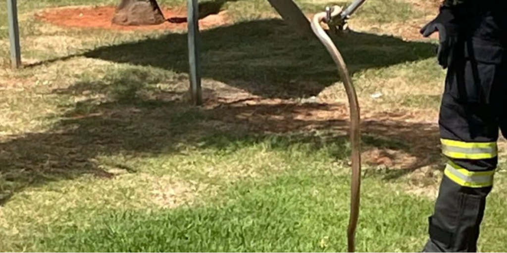 Cobra é capturada em área residencial do Noroeste